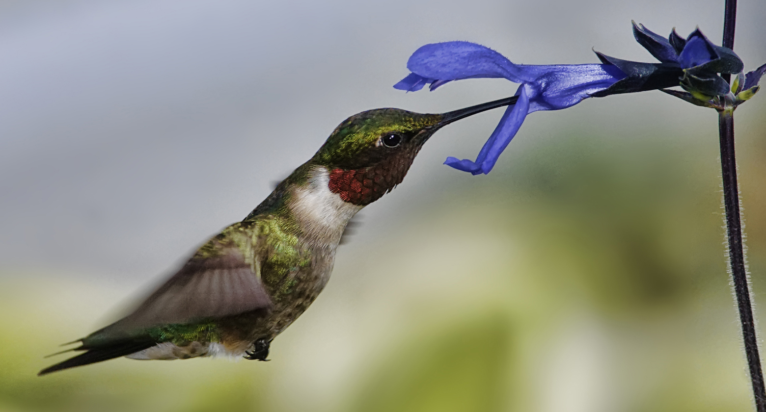 bird-hummingbird-